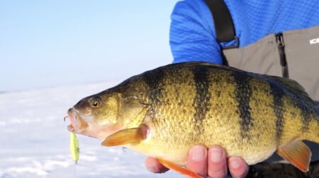 How to Find Jumbo Perch on Devils Lake